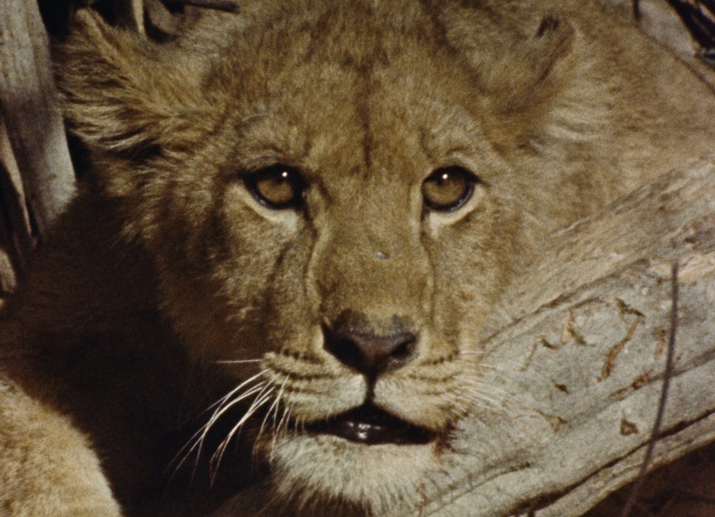 La Chasse au lion à l'arc de Jean Rouch