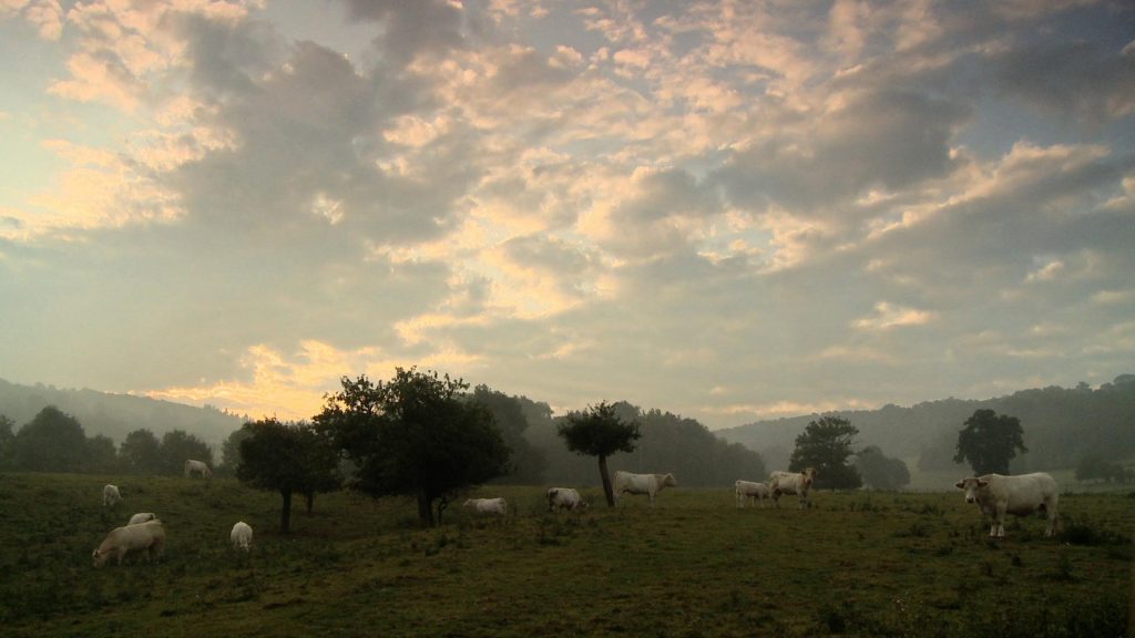 Bovines d'Emmanuel Gras