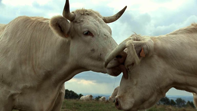 Quand la caméra interroge le bien-être animal