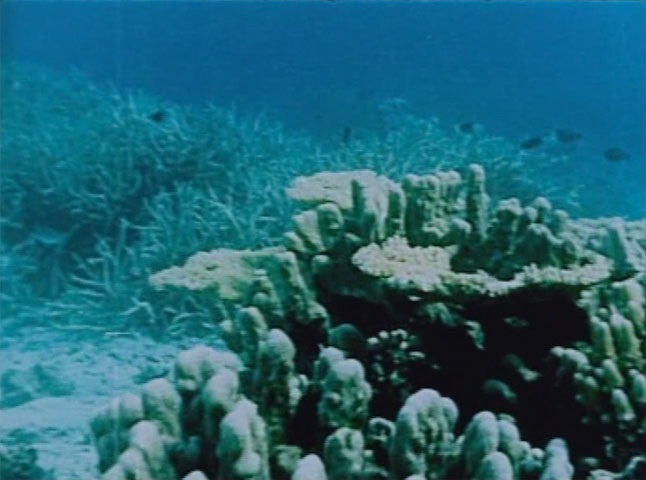 La Grande Barrière de corail