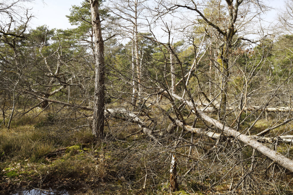 La forêt : une traversée sensible