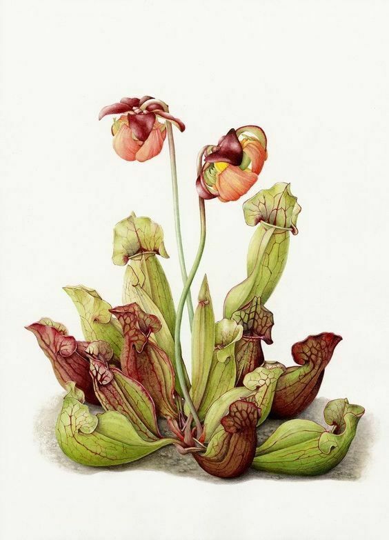 Atelier de dessin Prodigieuse carnivore : étude d’une plante fascinante aux allures de monstre